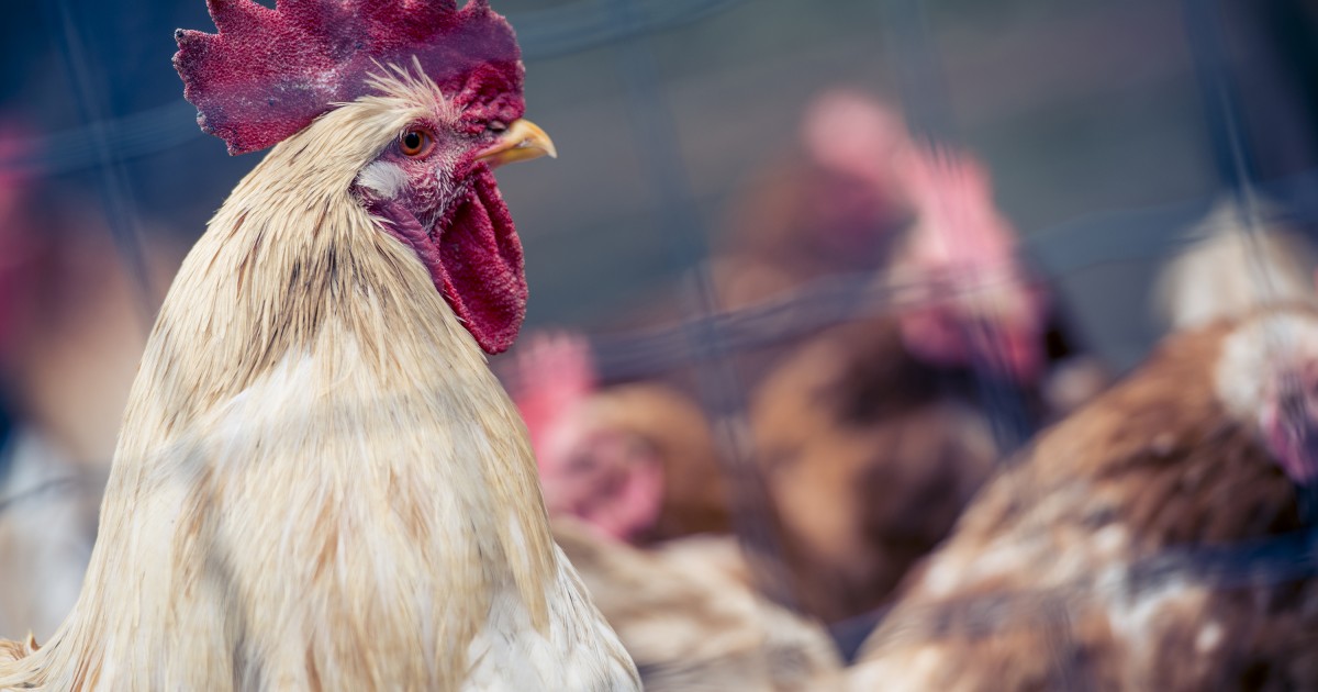 Se declara constitucional prohibir las peleas de gallos en Veracruz