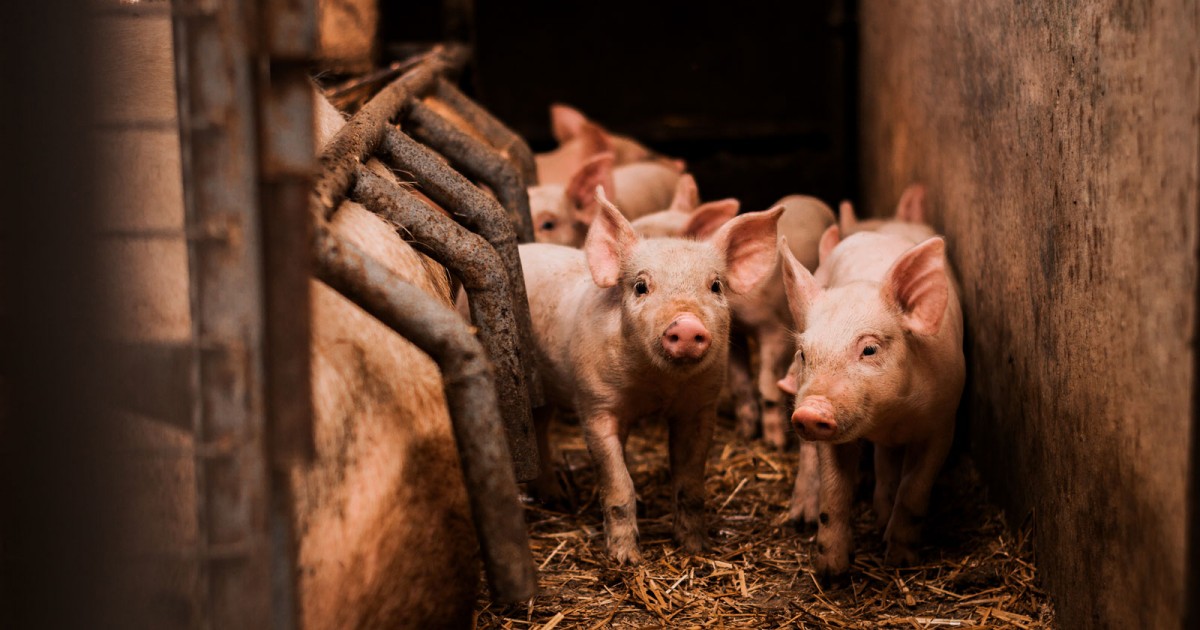 Guinea Pig For Sale In Sri Lanka petfinder