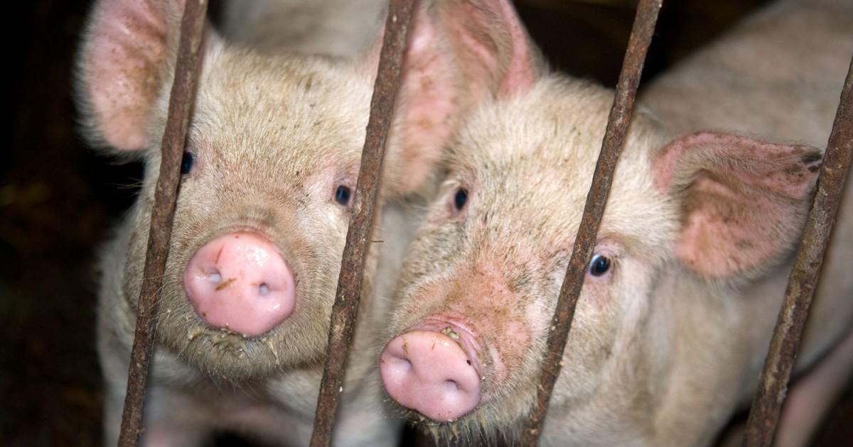The Problem With Factory Farming - Mercy For Animals