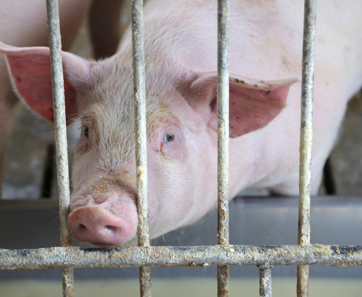 The Trump Administration Wants No Cap on Pig Slaughter Line Speeds