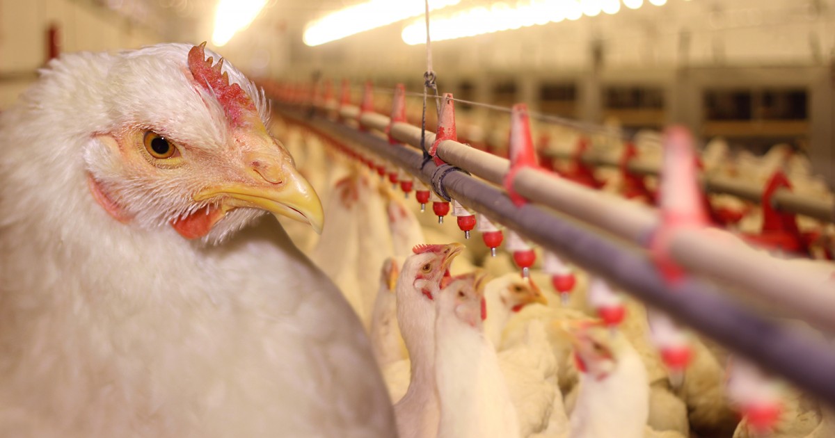 Estudio en MÃ©xico revela que la carne de pollo estÃ¡ contaminada con microplÃ¡sticos
