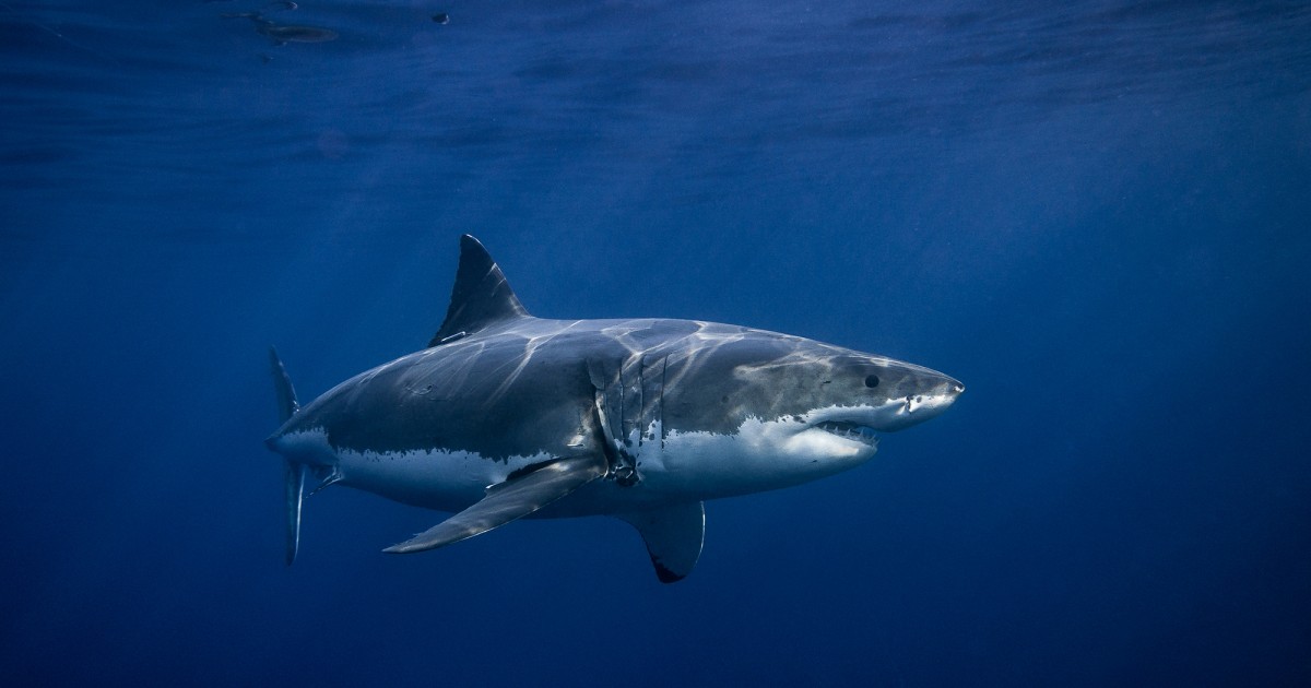 Yao Ming ayudÃ³ a reducir 80% del consumo de tiburones, y tÃº tambiÃ©n puedes hacerlo