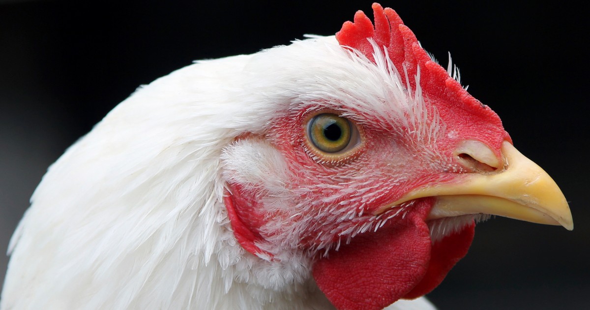ISS se compromete a reducir el sufrimiento de las gallinas