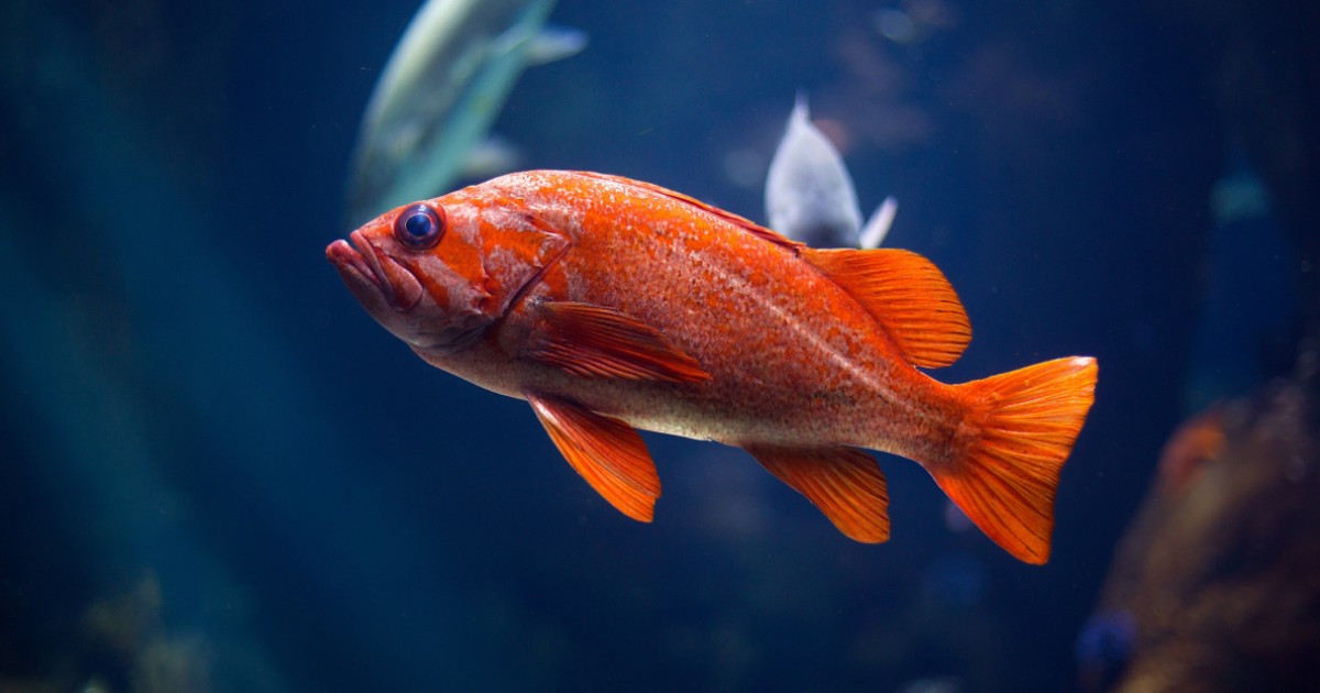 CientÃ­ficos descubren que los peces tienen voz