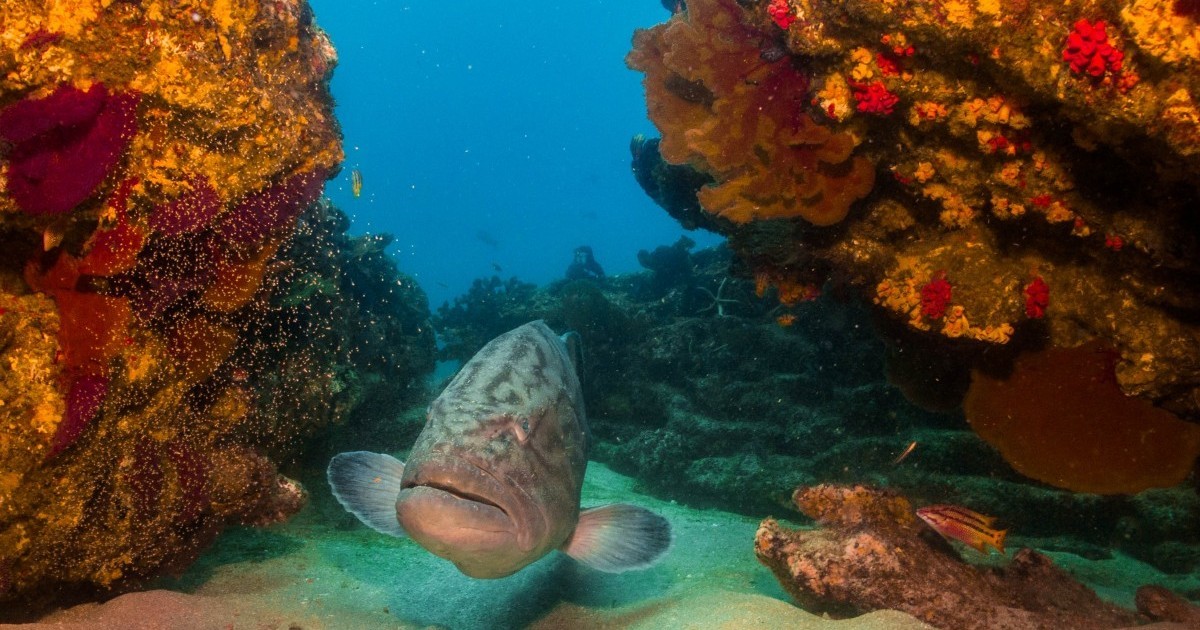 Los animales en las zonas mÃ¡s profundas del mar tienen plÃ¡stico en sus intestinos