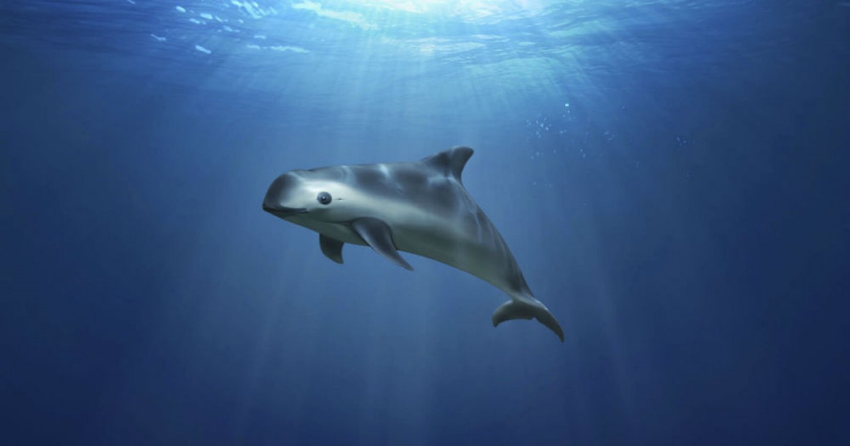 La vaquita marina estÃ¡ a punto de extinguirse debido a la pesca