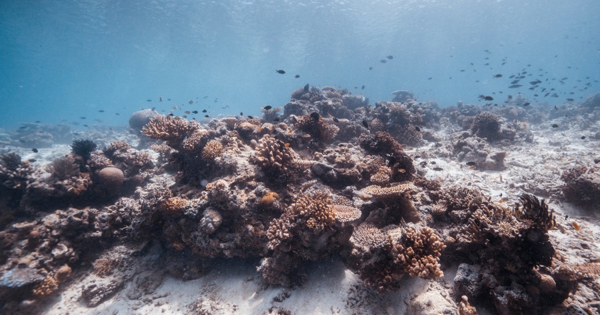 El â€œsÃ­ndrome blancoâ€ estÃ¡ daÃ±ando los arrecifes de coral, conoce cÃ³mo puedes ayudar
