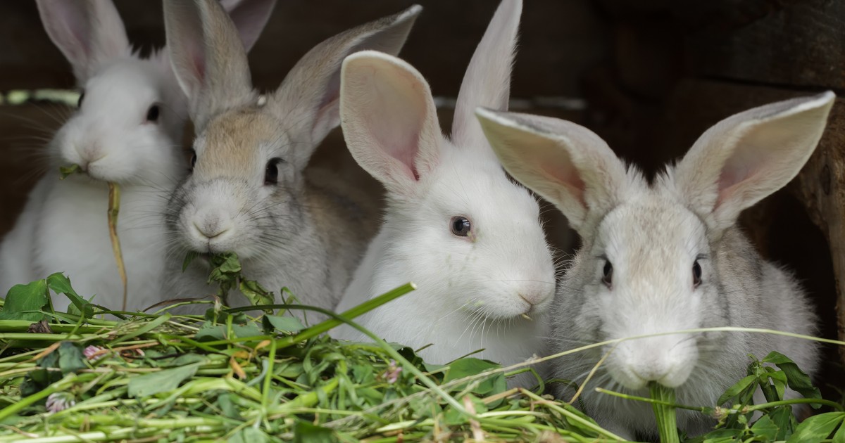 Esta es la cruel vida de los conejos usados en la industria de la carne