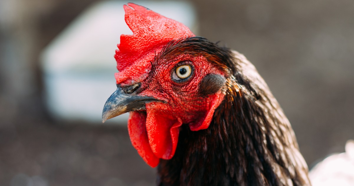 Otra empresa en Guanajuato se compromete por las gallinas