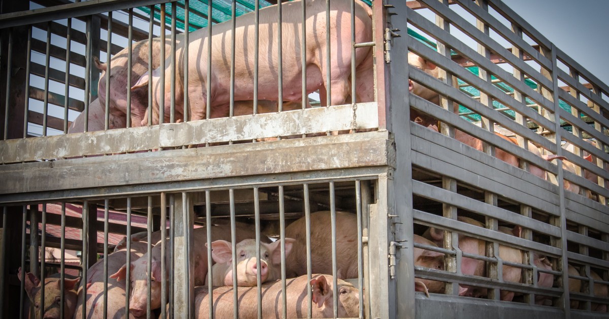 Nueva investigaciÃ³n encubierta en MÃ©xico expone crueldad en el transporte de animales al matadero