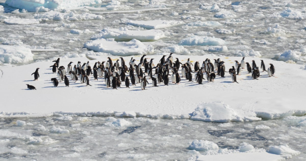 Miles de pingÃ¼inos bebÃ©s perdieron la vida a causa del calentamiento global