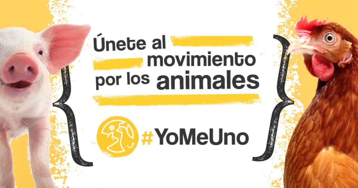 #YoMeUno, el nuevo movimiento para ayudar a los animales