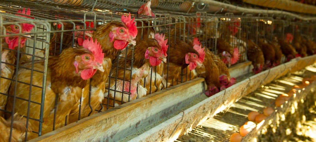 Walmart se compromete a parar com a venda de ovos de galinhas confinadas em gaiolas