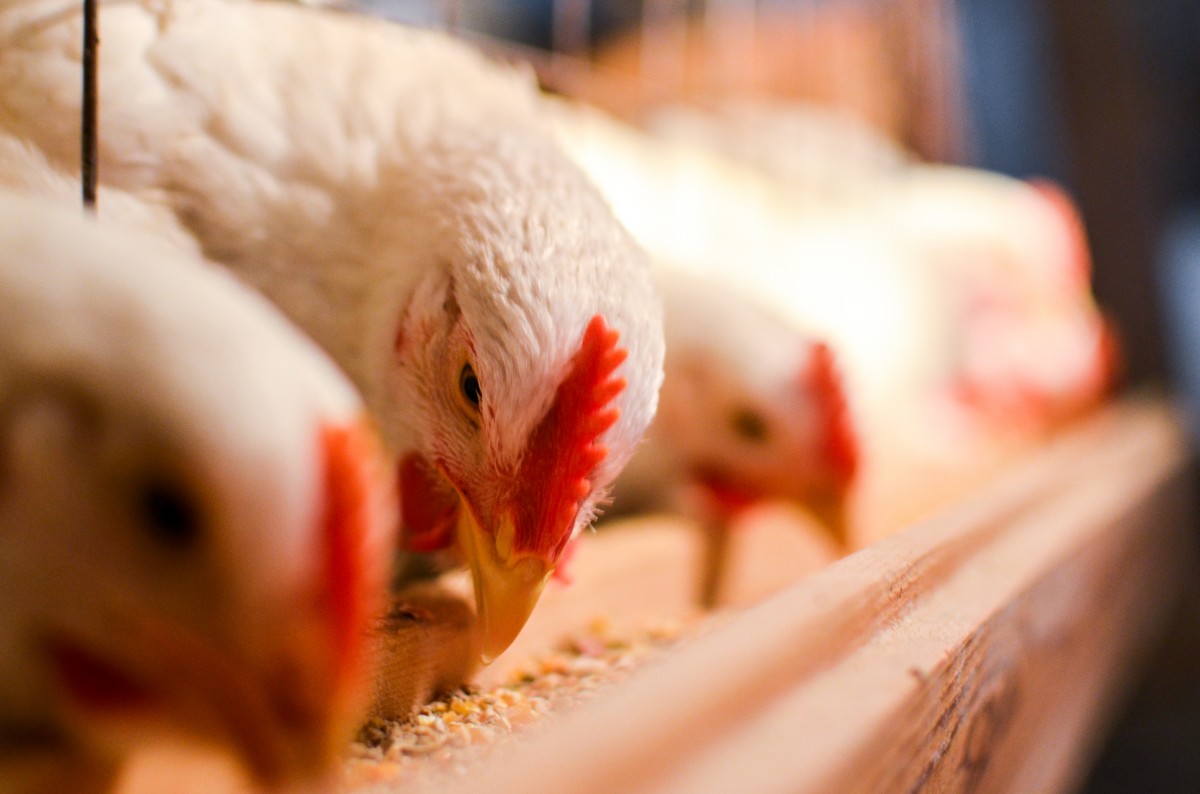 Victory! Washington Ends Cage Confinement of Hens Used for Eggs