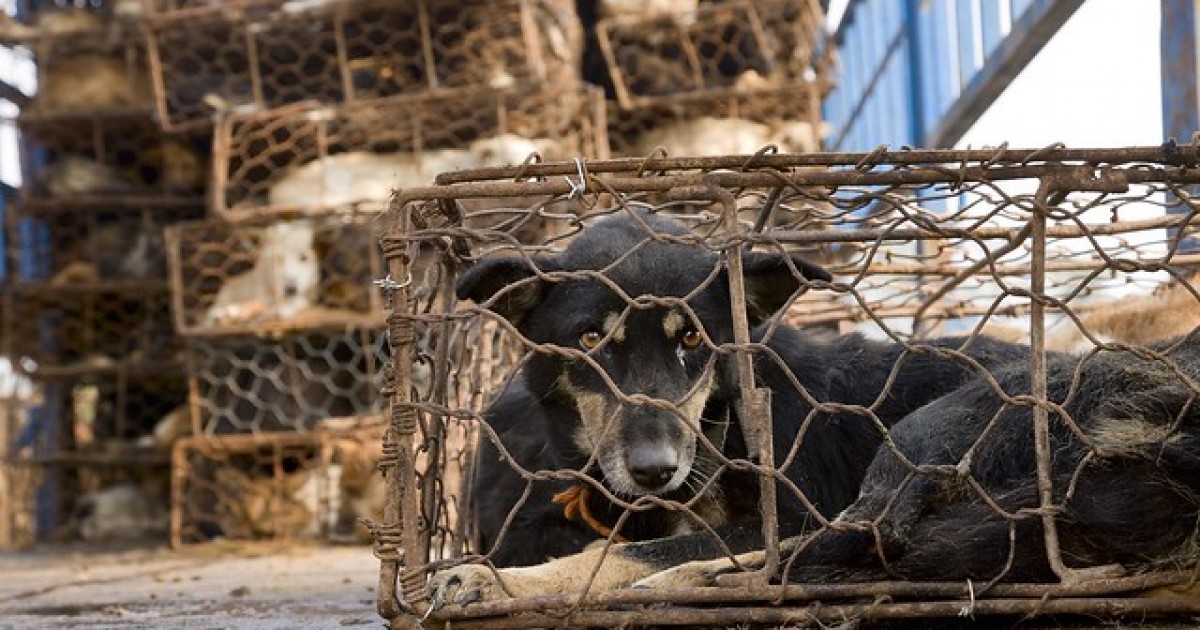 Alza la voz contra el festival de Yulin, pero no te olvides de los animales en Occidente
