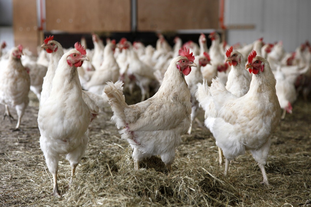 Victory! Walmart Commits to Banning Eggs From Caged Hens in Brazil