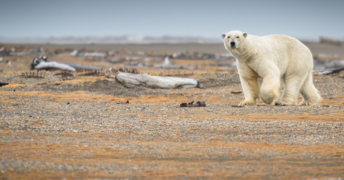 El calentamiento global estÃ¡ derritiendo el hielo en Alaska, y tÃº puedes hacer algo al respecto