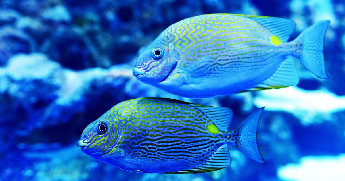 Estudio descubre que cuando los peces pierden a sus parejas, se vuelven mÃ¡s pesimistas