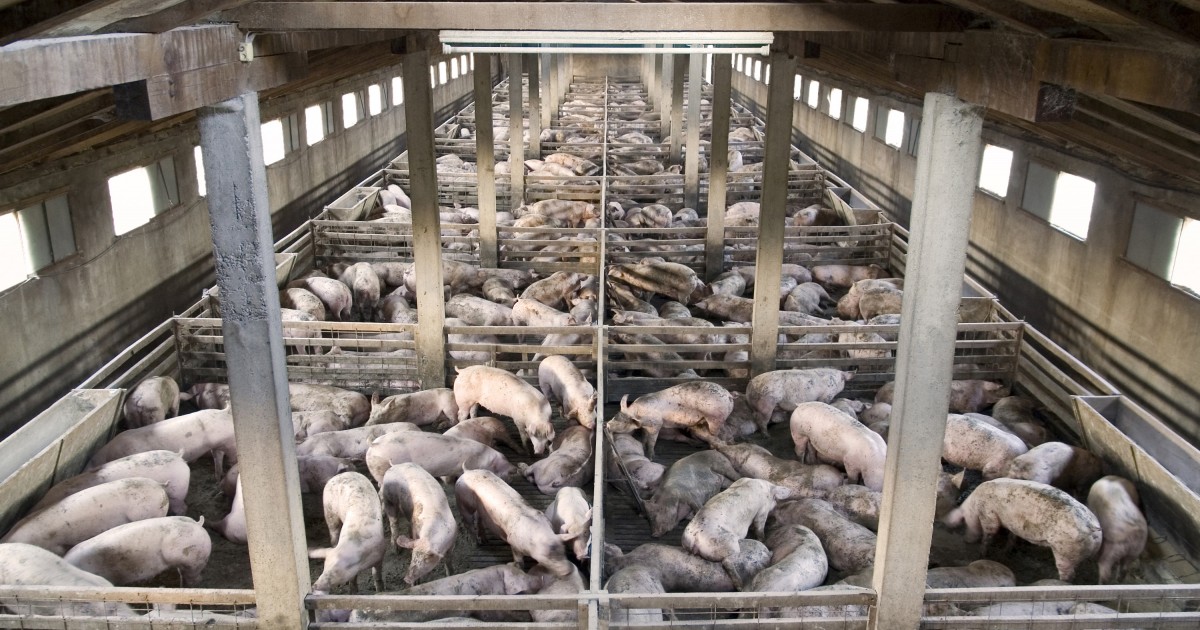 Video revela la cruel realidad del transporte marÃ­timo de animales