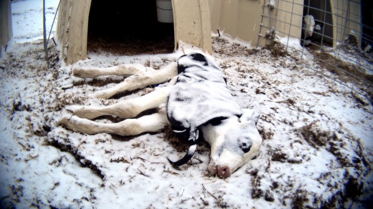 Sickening Video Reveals Calves Freezing to Death at Nebraska Dairy Farm