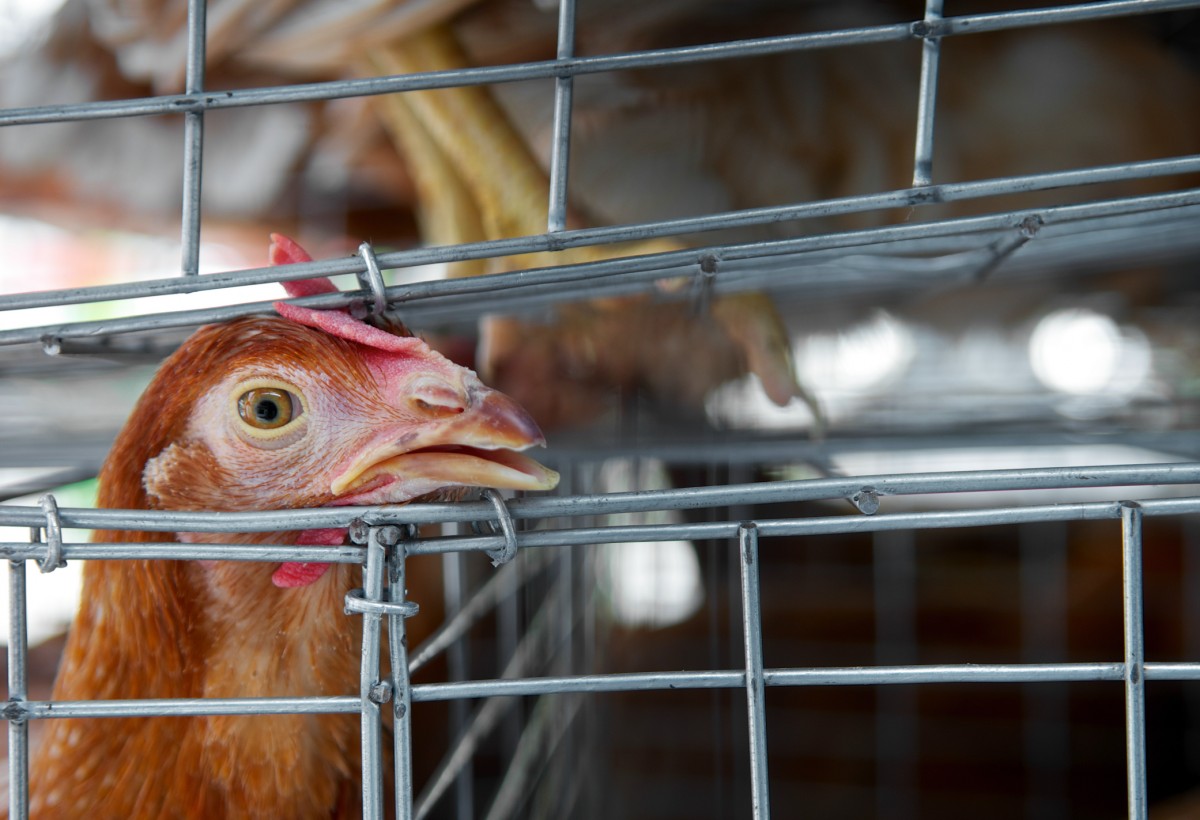 Zaffari se compromete a encerrar vendas de ovos de galinhas confinadas em gaiolas