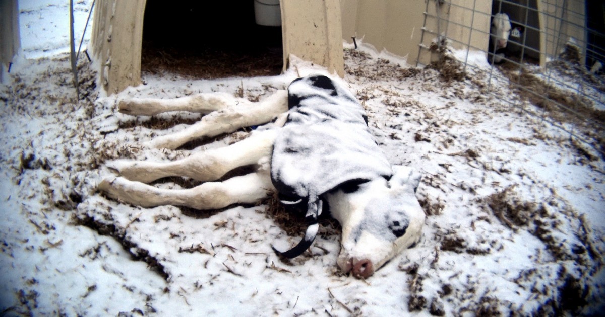 Un desgarrador vÃ­deo en una granja lechera muestra a terneros que se congelan hasta la muerte