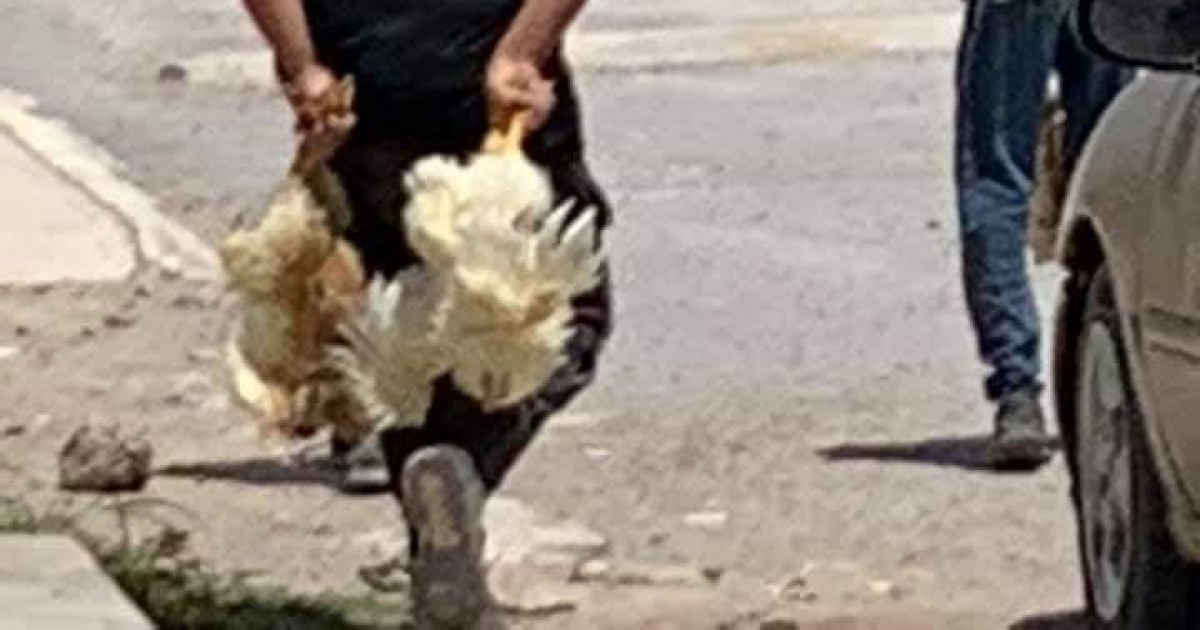 MÃ¡s vÃ­ctimas del transporte de animales: se vuelca camiÃ³n con pollos y la gente se los roba