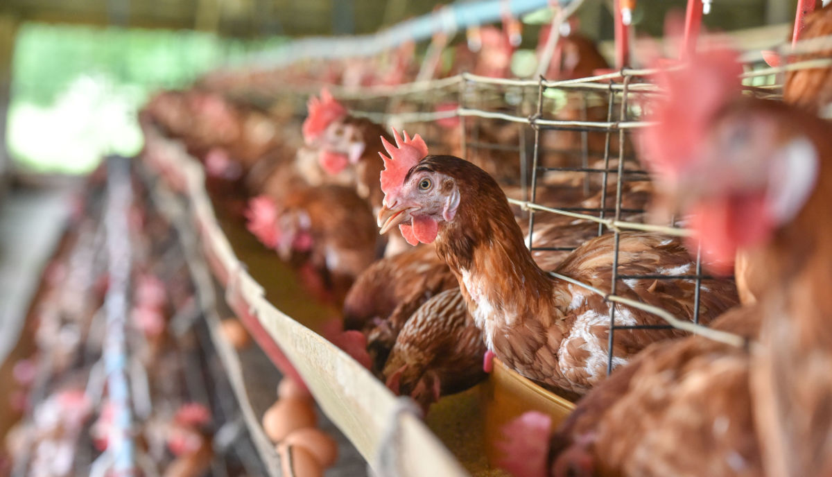 Rede atacadista Makro vai banir a comercializaÃ§Ã£o de ovos de galinhas confinadas em gaiolas