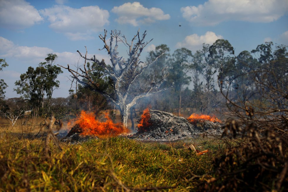 The Amazon Rainforest Is Burning, but There Is Something We Can Do