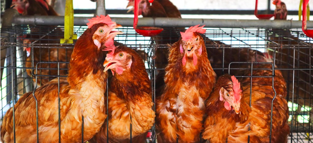 Entenda como a Mercy For Animals trabalha para acabar com o confinamento de galinhas em gaiolas