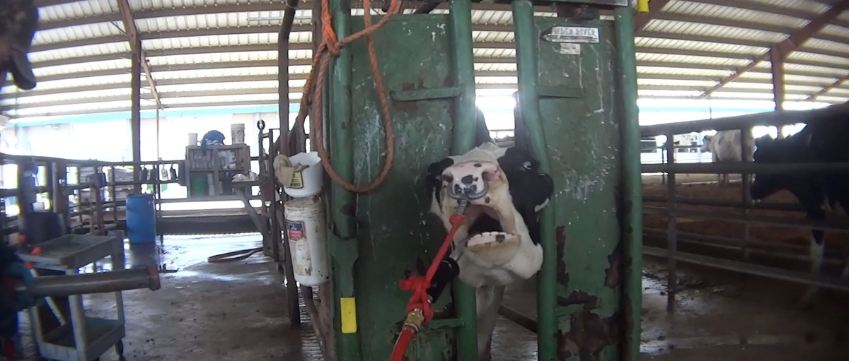 Investigation Into Largest U.S. Organic Dairy Farm Shows Cows Kicked, Stabbed, and Abused