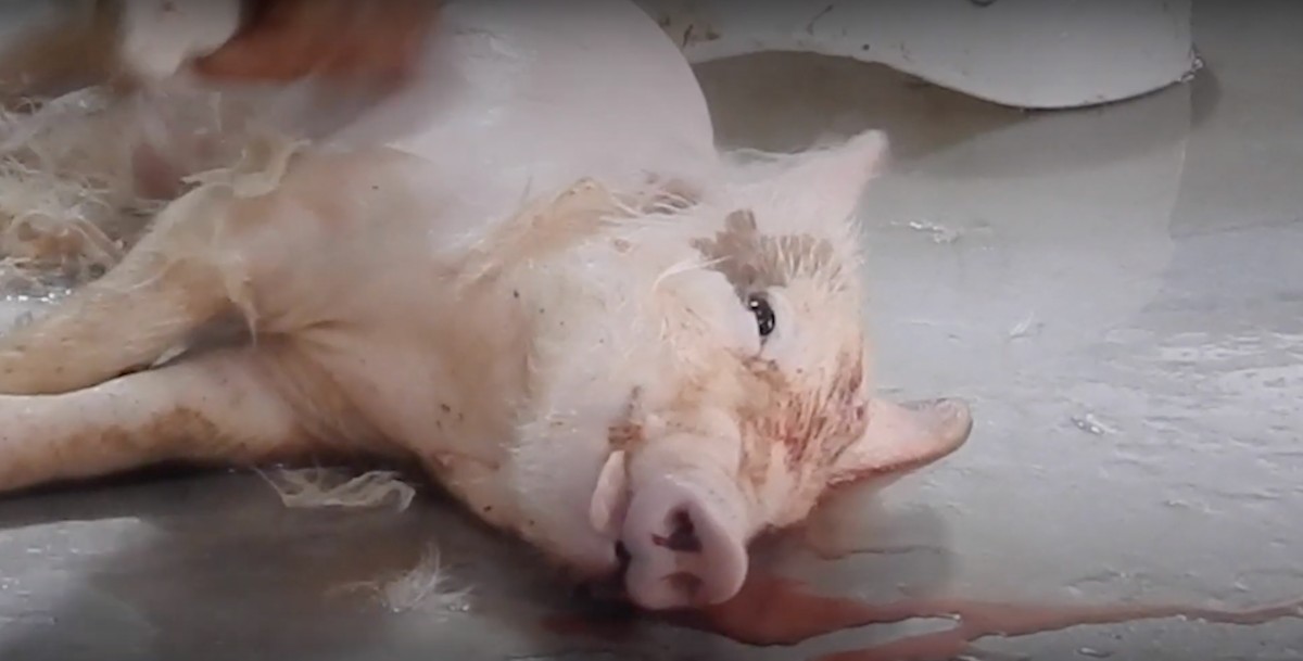 New Investigation Exposes Horrors in Mexicoâ€™s Government-Owned Slaughterhouses