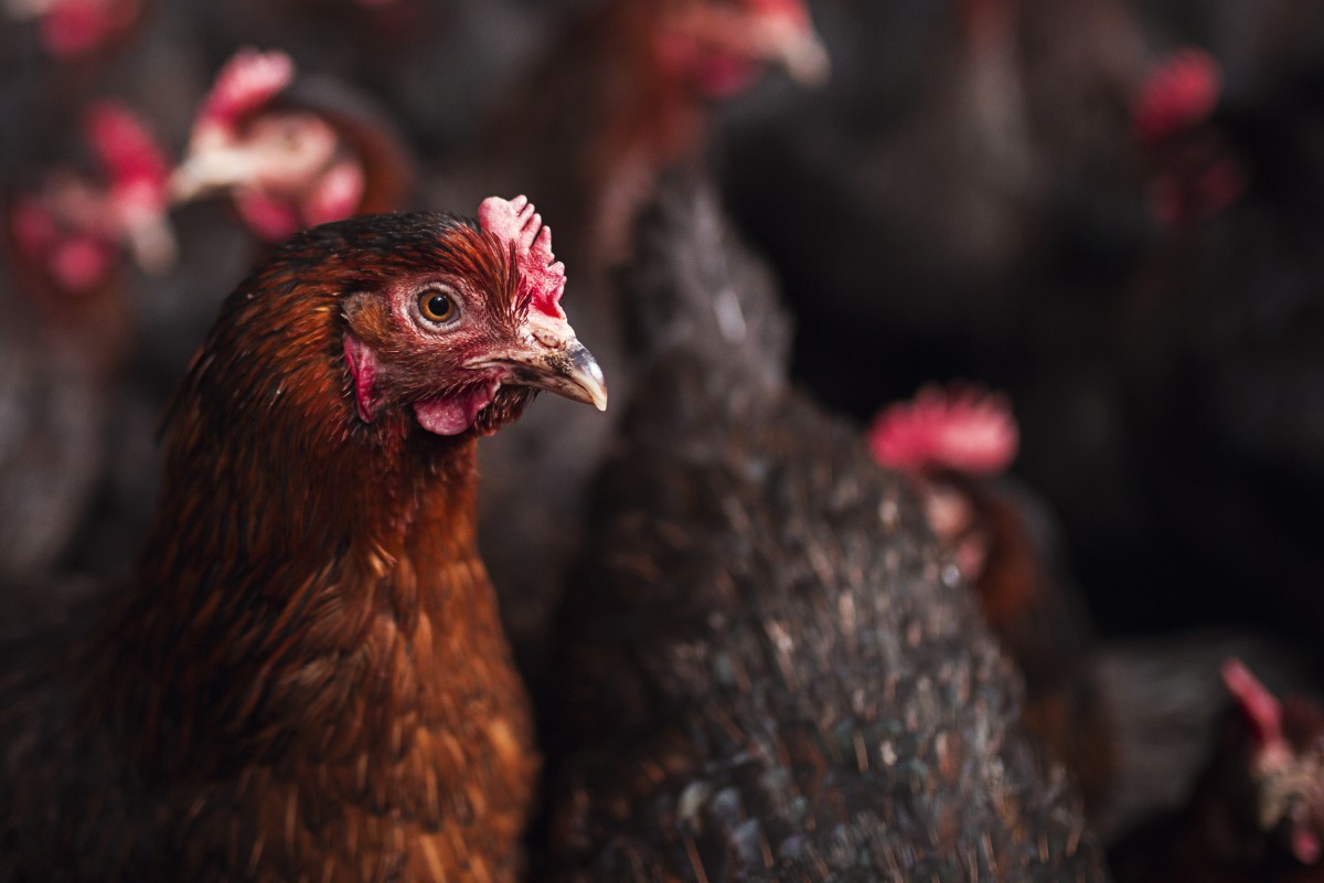 Progress: Oregon Bans Cage Confinement of Hens Used for Eggs