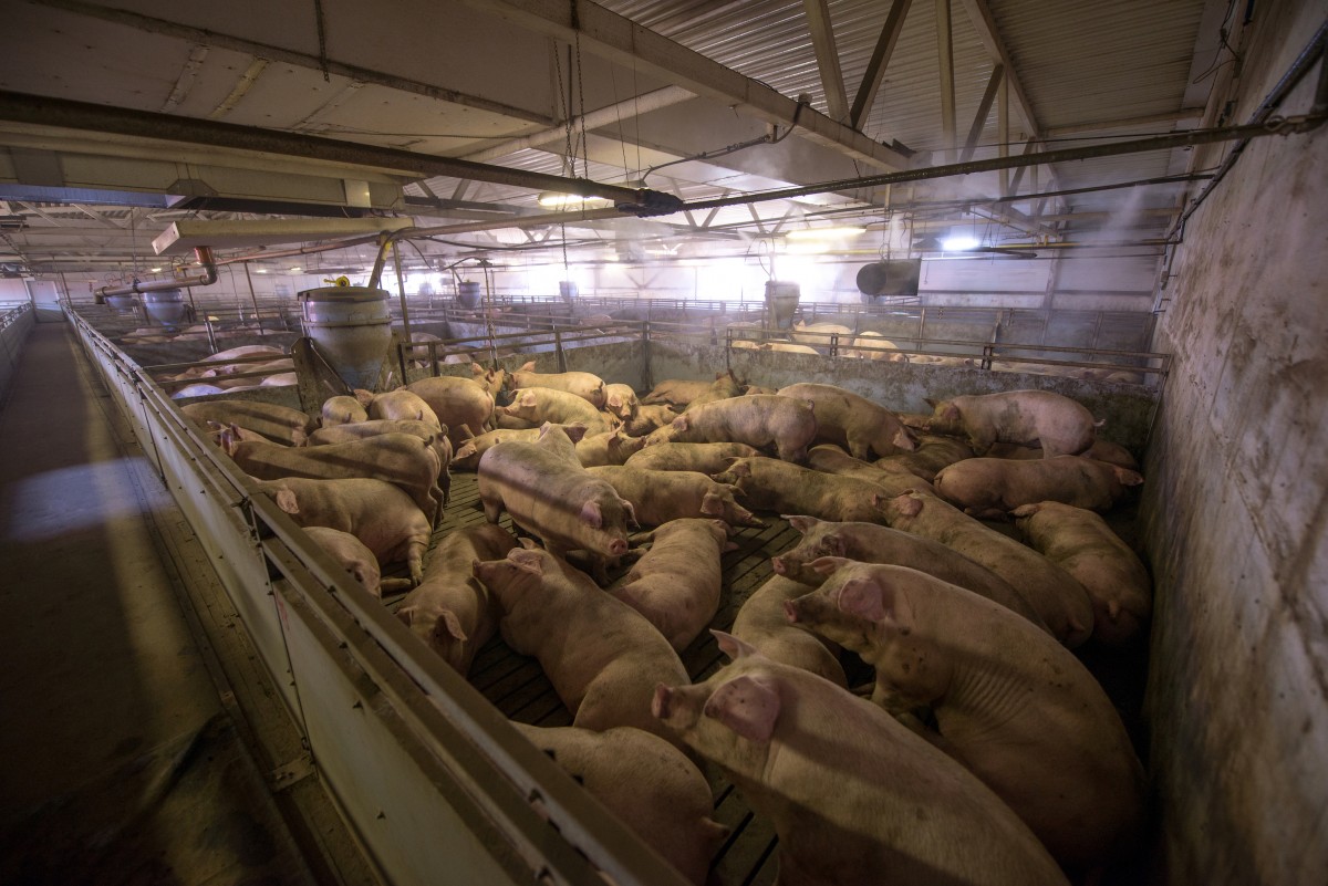 New Greenpeace Report: Factory Farm Neighbors Endure Sickening Stench and Toxic Emissions