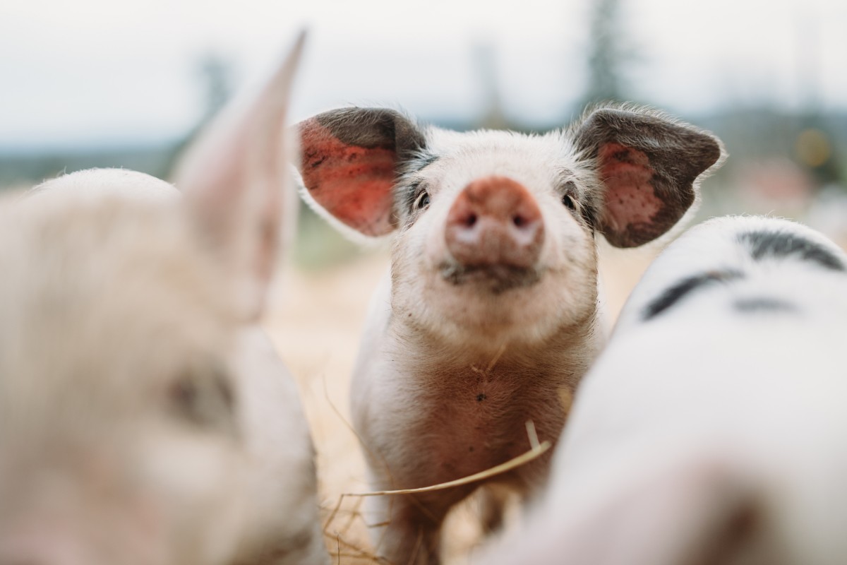 Progress: Mexican Senate Unanimously Agrees We Need to Treat Farmed Animals Better