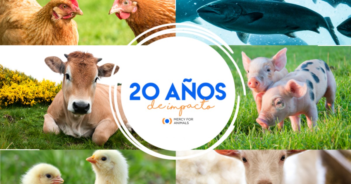 Mercy For Animals cumple 20 aÃ±os y lo celebraremos en grande