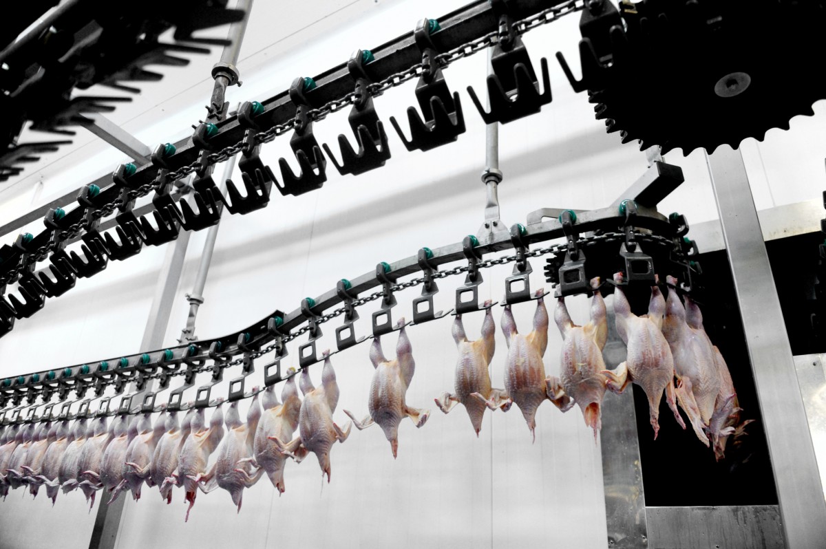 Dangerous Slaughterhouse Conditions Are About to Get Worse, New Report Says
