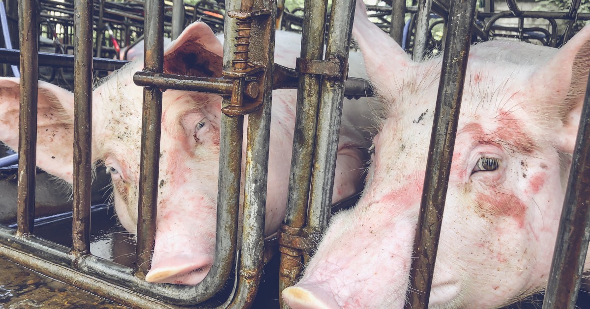 La resistencia a antibiÃ³ticos en animales en granjas industriales se ha triplicado en 18 aÃ±os