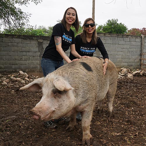 Eva with a pig