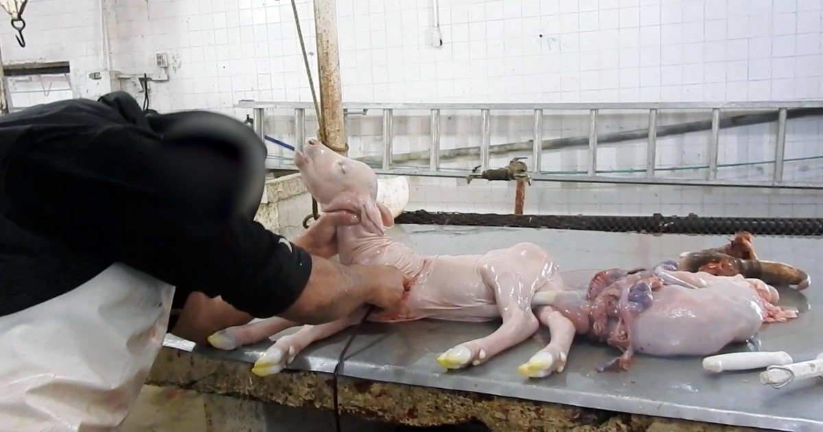 Escalofriante investigaciÃ³n encubierta muestra a vacas embarazadas que son brutalmente asesinadas