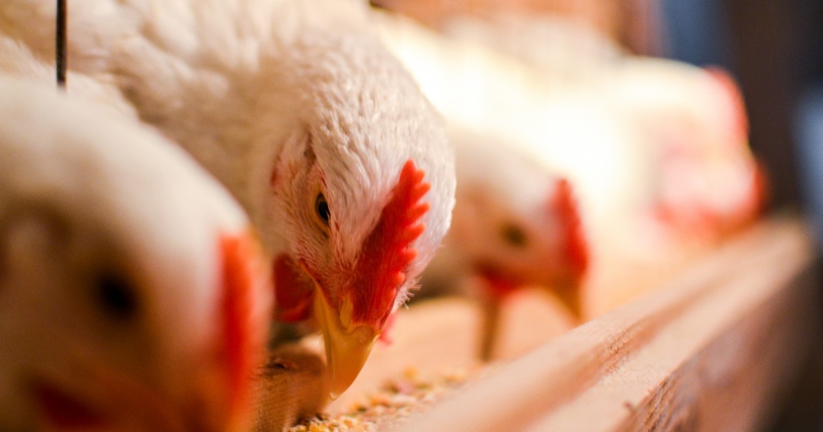 El Japonez, cadena de restaurantes en MÃ©xico, se compromete a no usar huevos de gallinas enjauladas