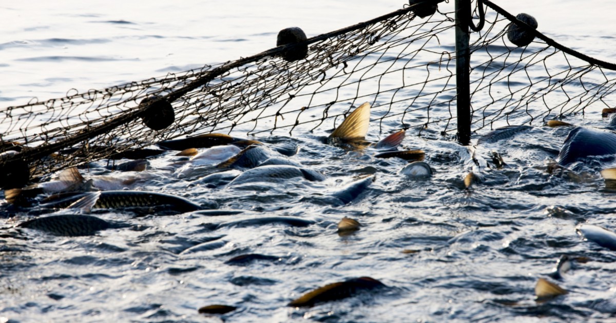 De nuevo, miles de salmones escapan de una granja pesquera en Chile