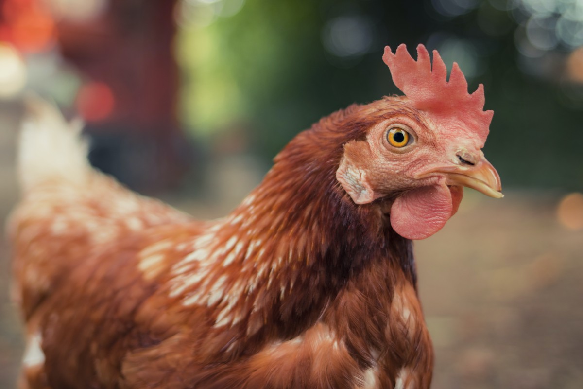 Progress! Michigan Enacts Law Eliminating Cages for Hens