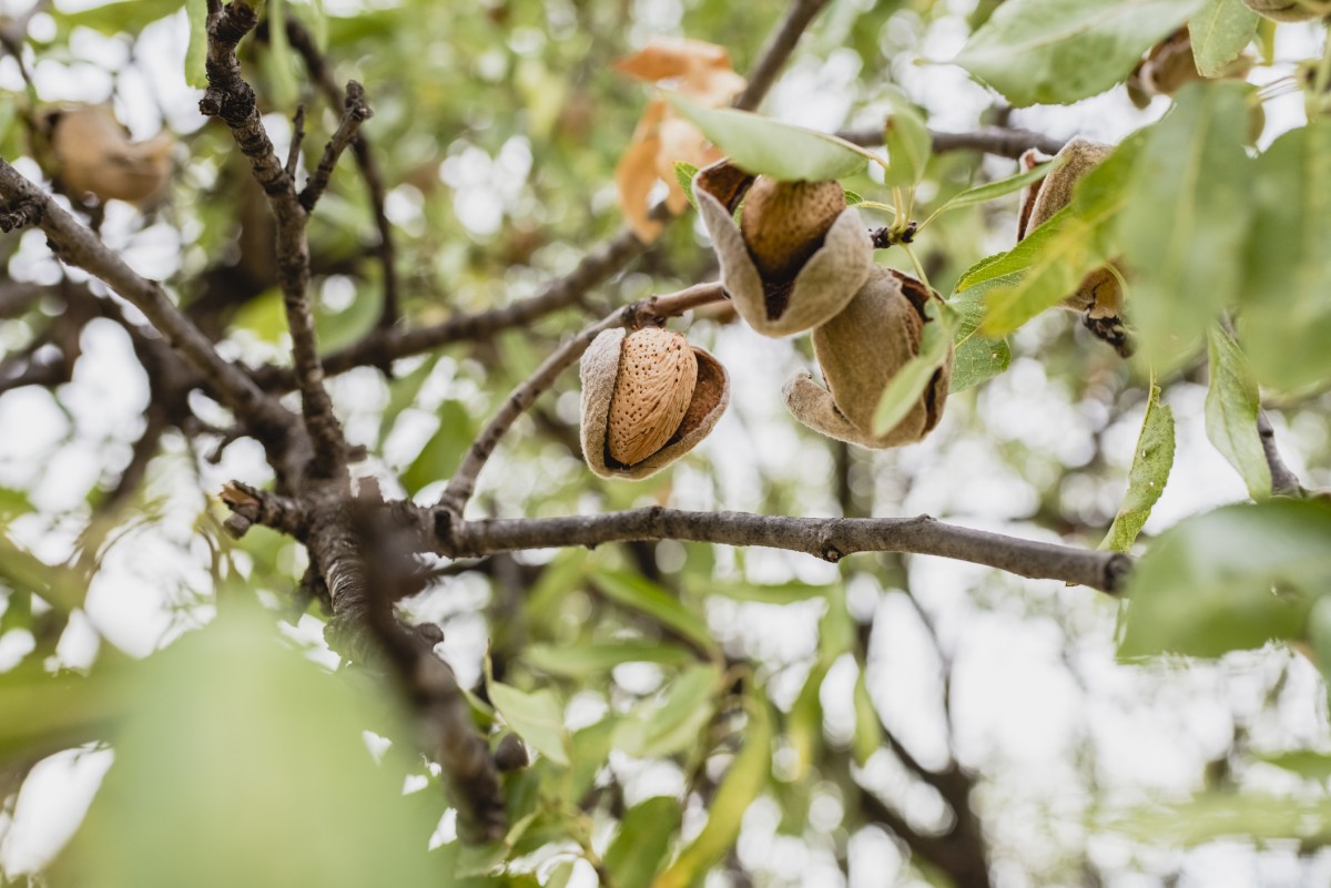 Californiaâ€™s Oldest Dairy Farm Trades Cows for Almond Trees