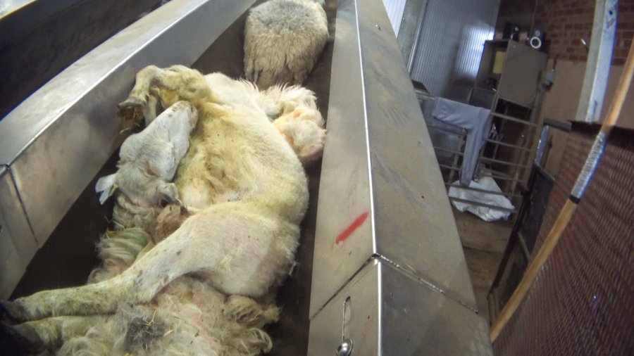 Sheep Beheaded in Front of One Another in Heartbreaking New Investigation