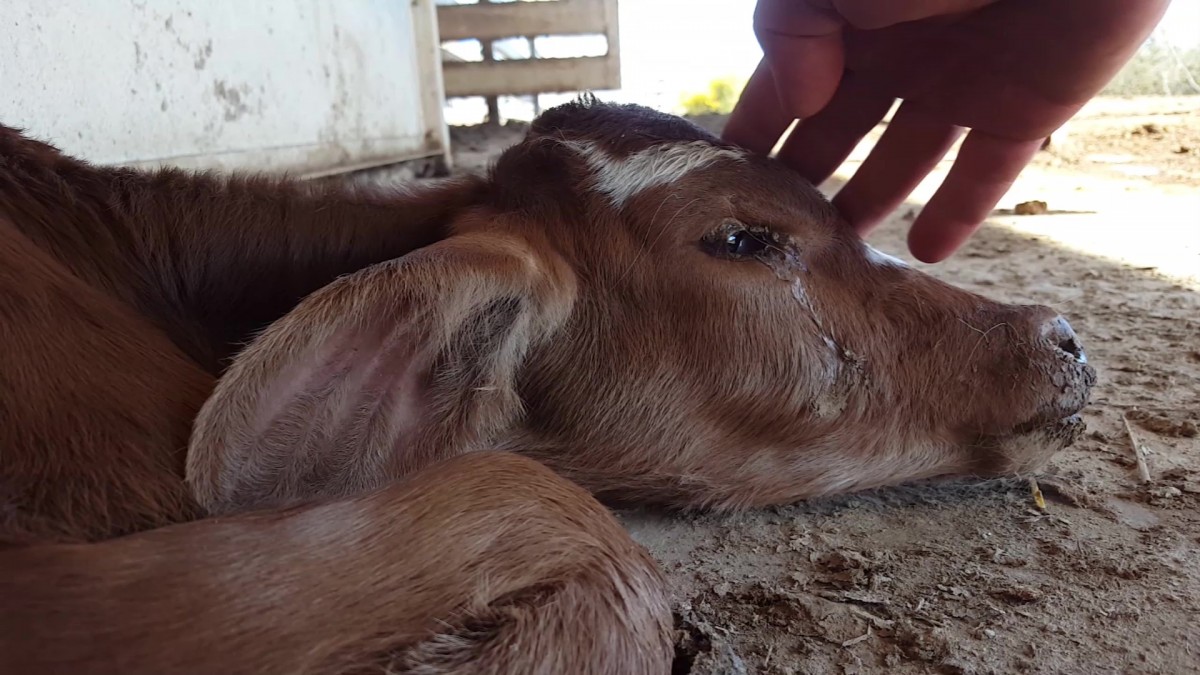Breaking Investigation Reveals Cows Starved, Beaten, and Shot at Australian Farms