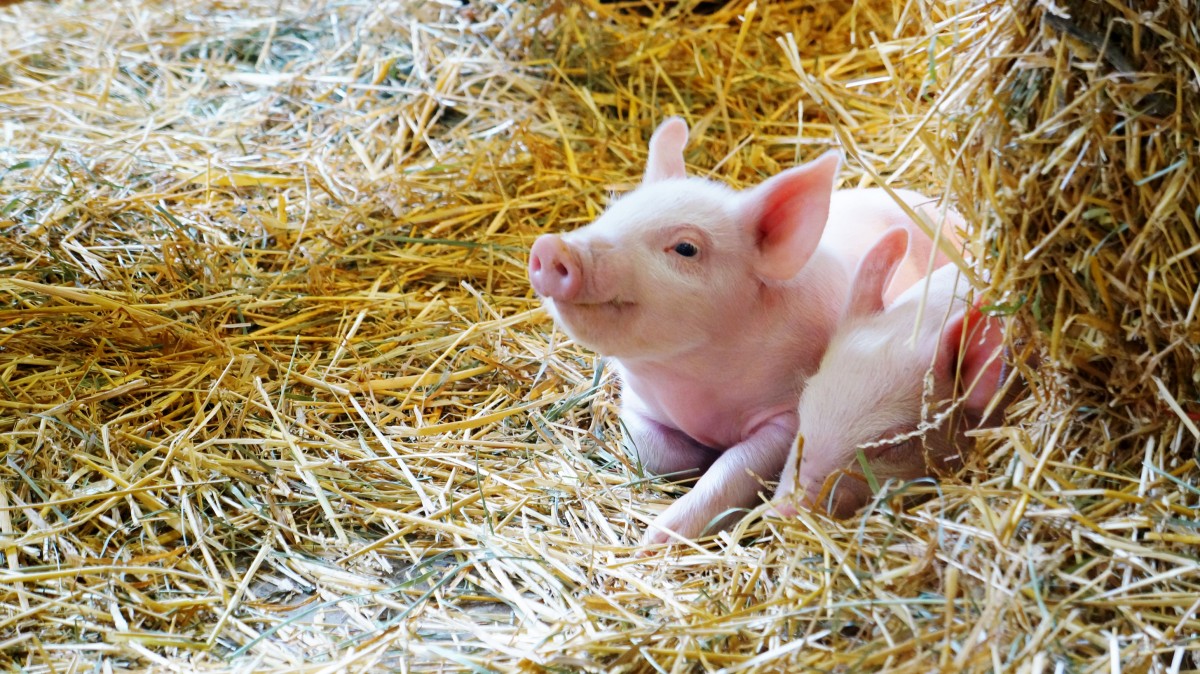 New Proposed Legislation Aims to End Factory Farming by 2040