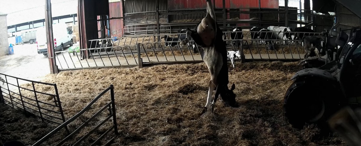 Cows Kicked, Punched, and Beaten with Sticks at England Dairy Farm