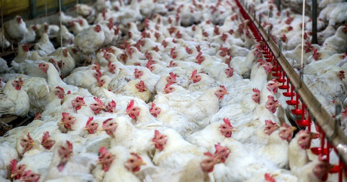 9 datos importantes que todos deben saber sobre la industria de la carne de pollo