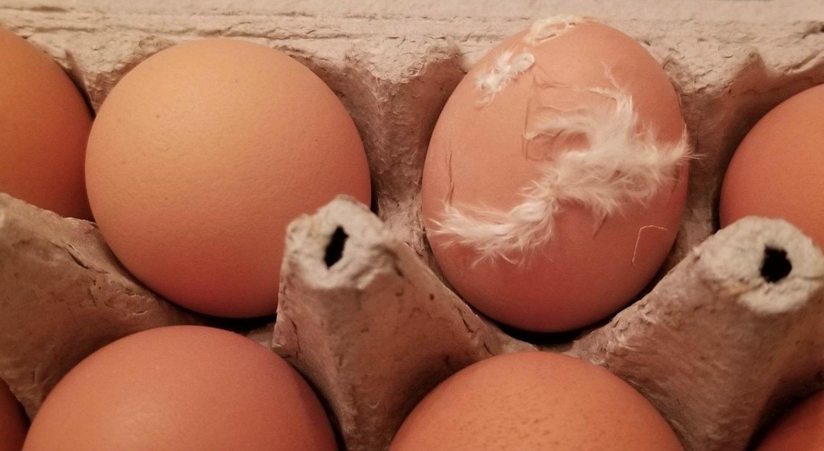 California Woman Stunned to Discover Feathers in Her Carton of Eggs